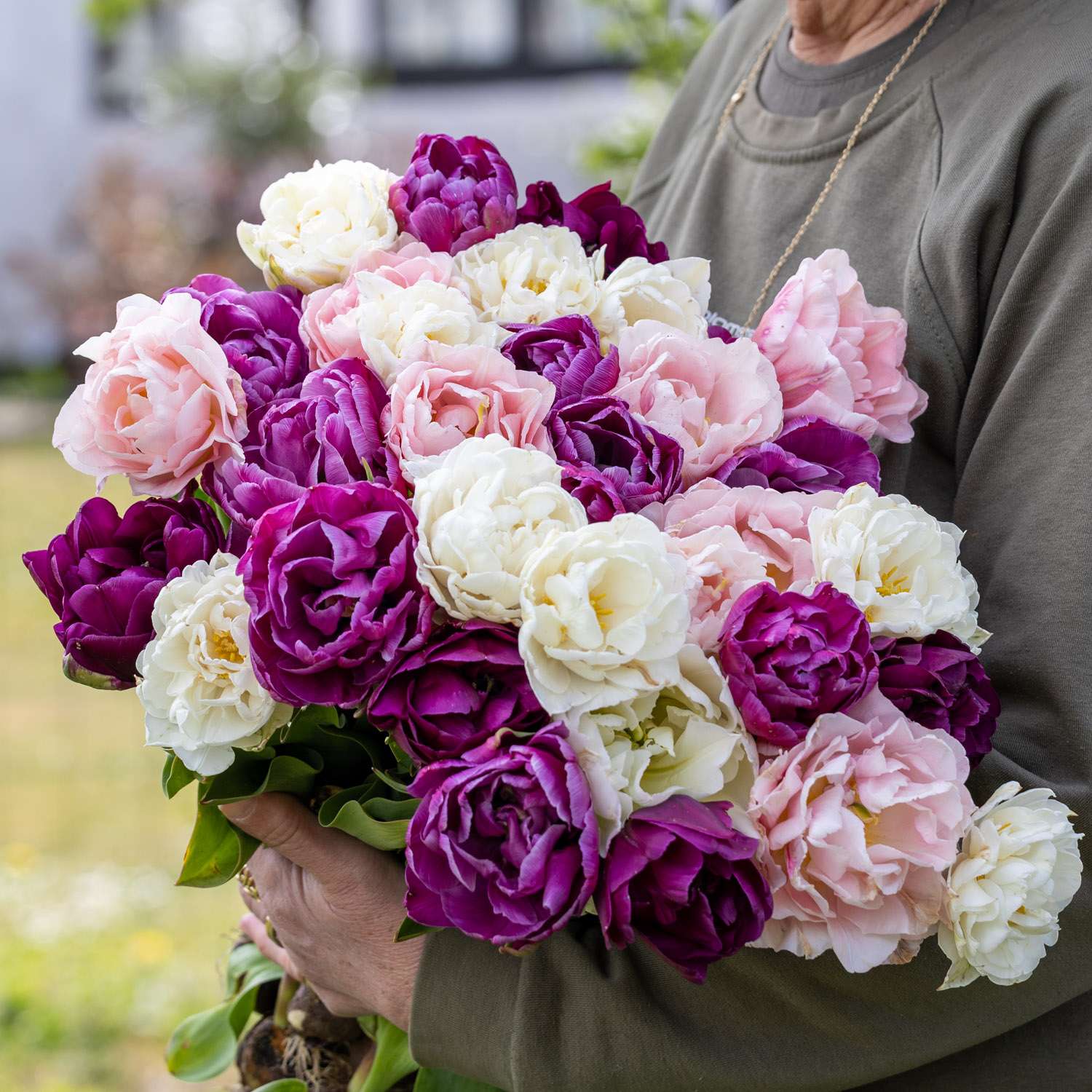 Mélange de tulipes 'Rikke'